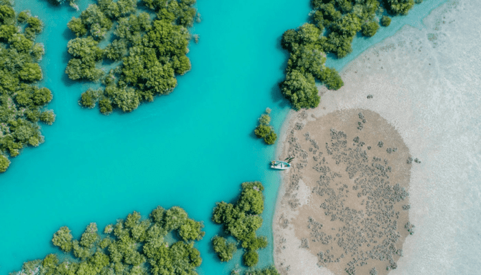 جنگل‌ های حرا قشم