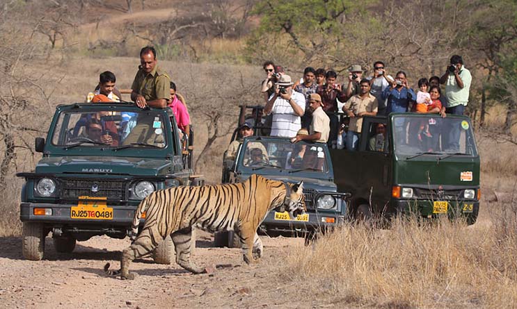 تخریب زیستگاه و آزار حیوانات