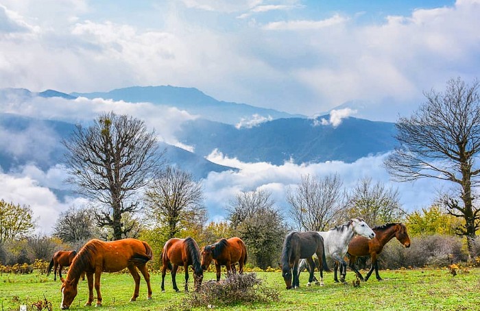 جنگل الیمستان