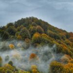 جنگل الیمستان