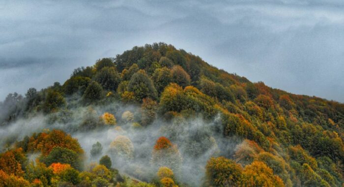 جنگل الیمستان