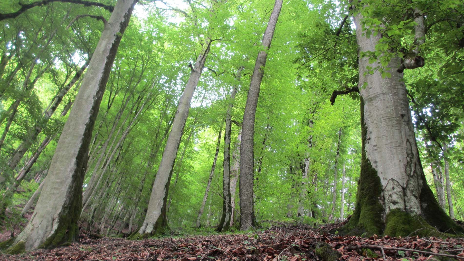 جنگل الیمستان