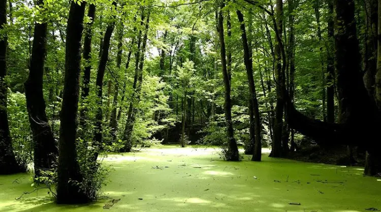 مرداب وربنمرداب وربن