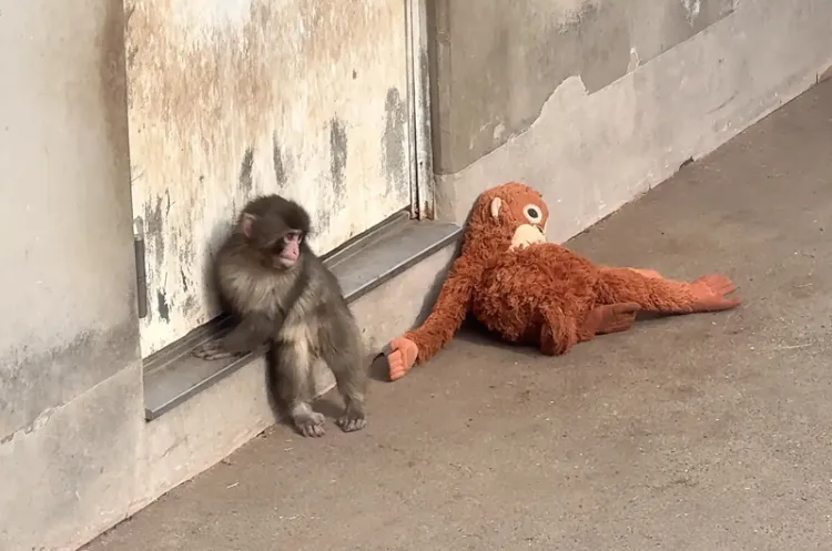 چه میمونی به نام پانچ