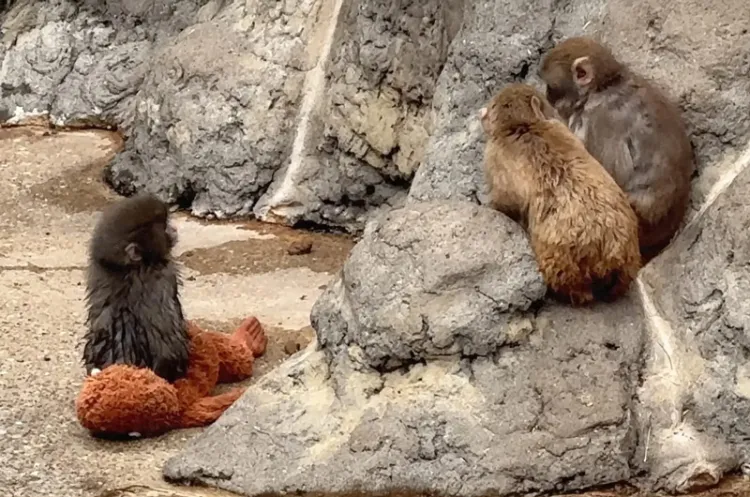 چه میمونی به نام پانچ