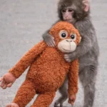 چه میمونی به نام پانچ