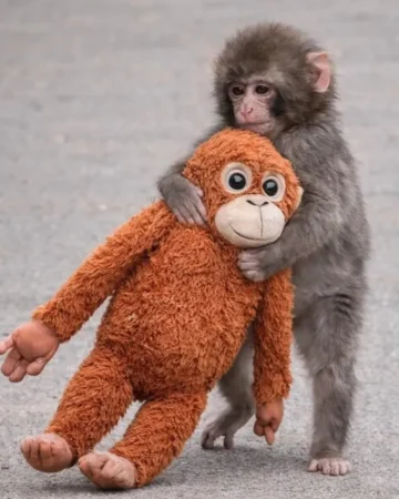 چه میمونی به نام پانچ